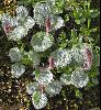 <em>Salix reticulata</em>